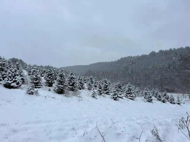 Fresh snow on the rows
