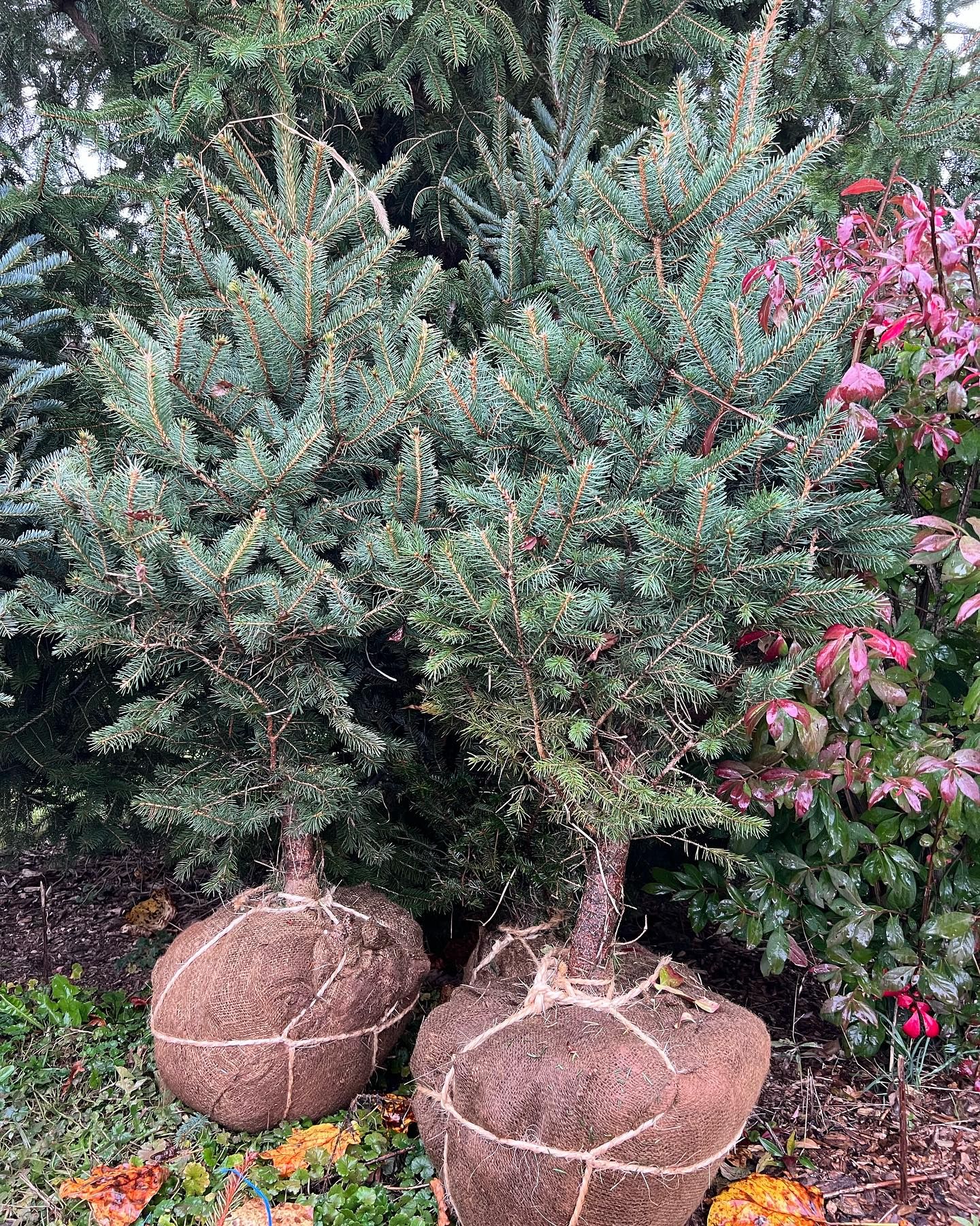 Two balled-and-burlapped blue spruce ready for planting