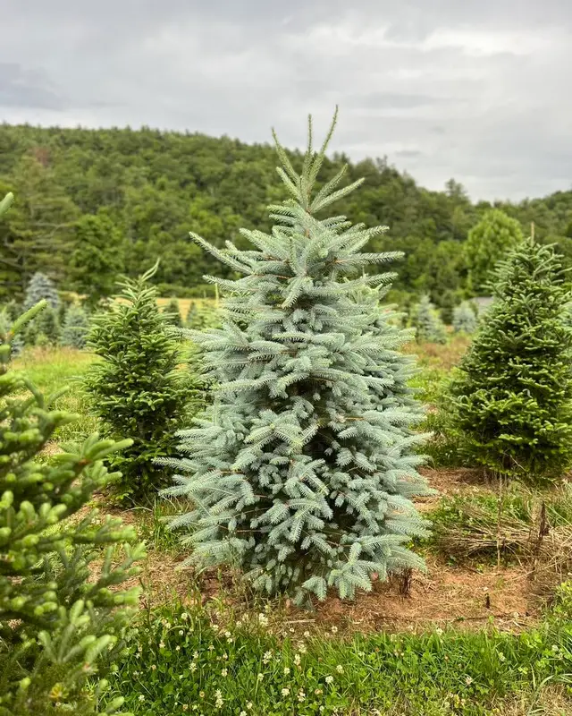 Blue spruce
