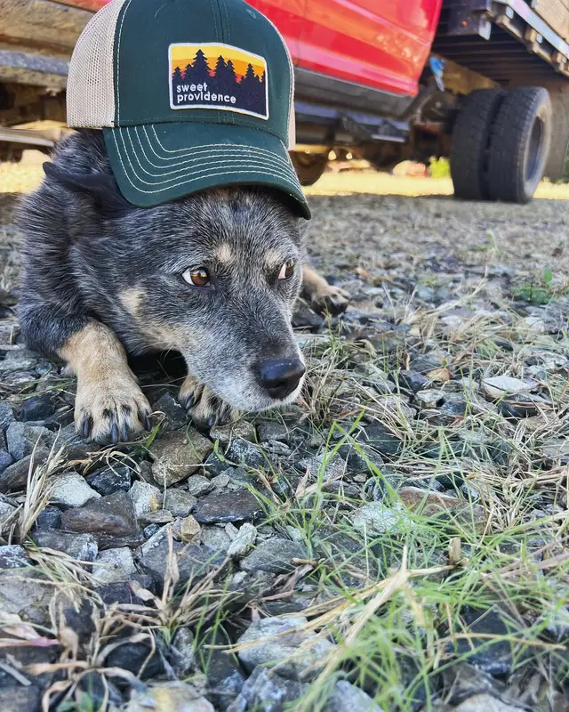 Our farm dog