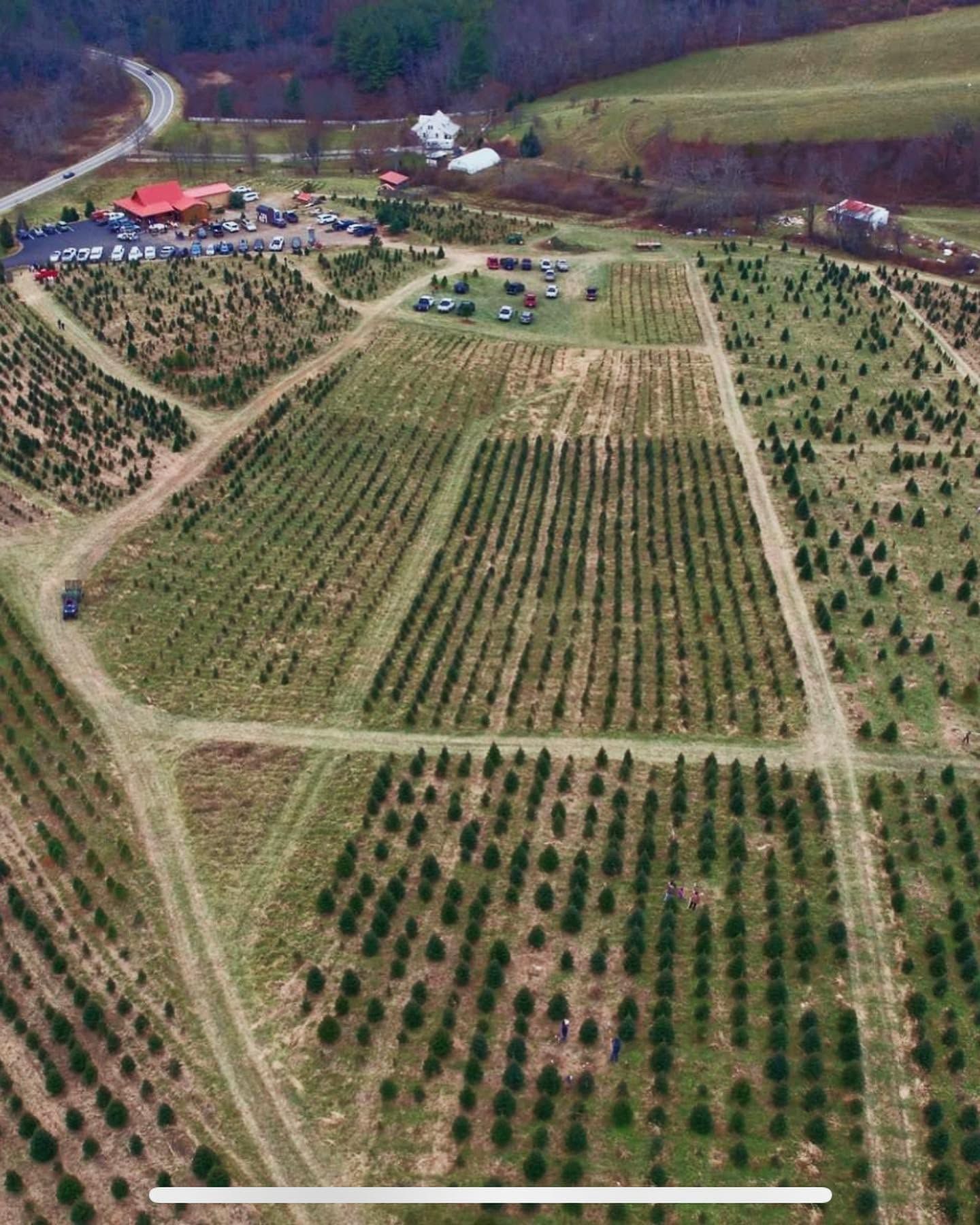 Aerial view of the farm: long rows of trees, the store and the parking lot