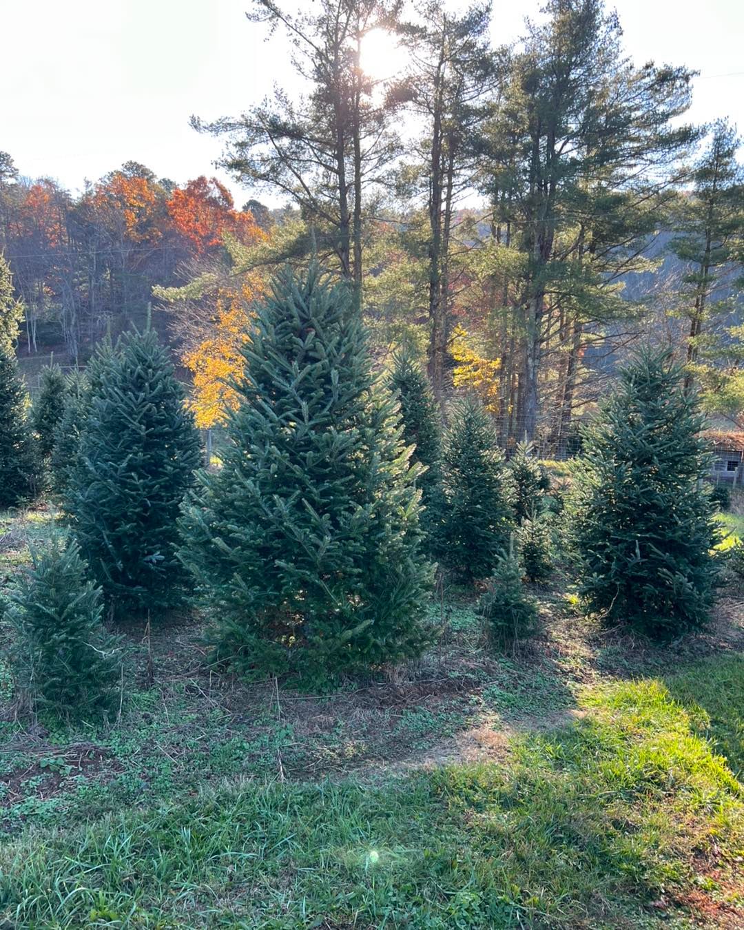 Fraser Fir rows with orange autumn hardwoods and low sun behind them