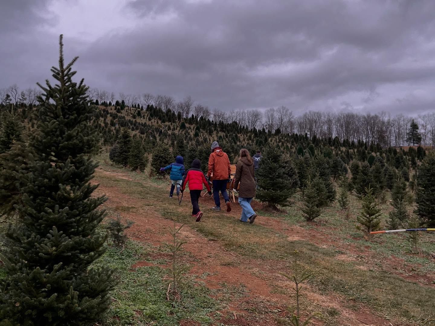 Families walking up a grassy lane between rows of Fraser Firs