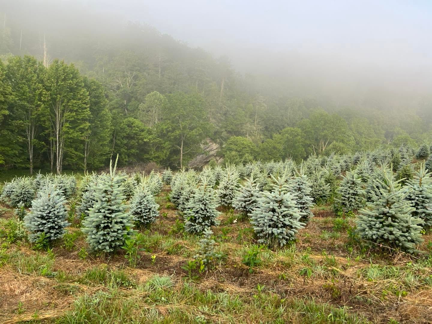A field of blue spruce in morning fog