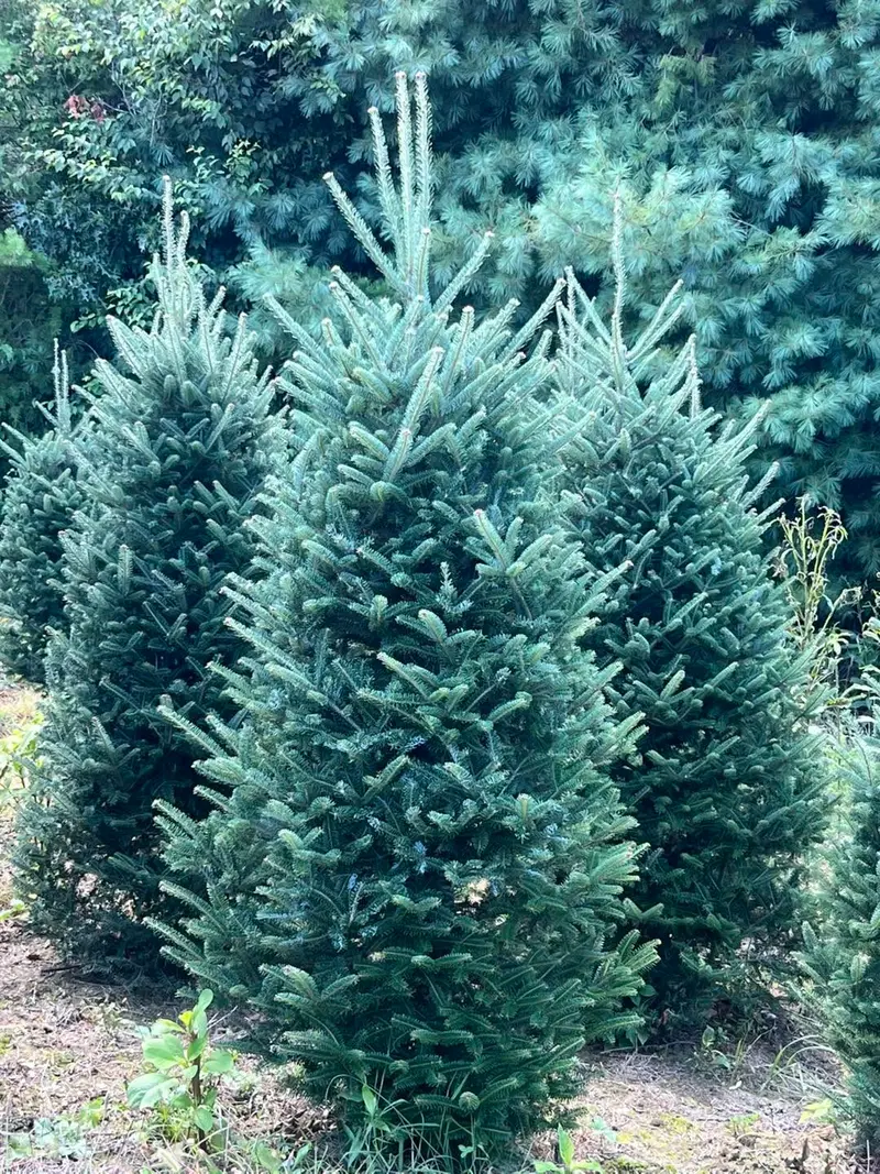 Dense, dark green Fraser Fir tops in the field