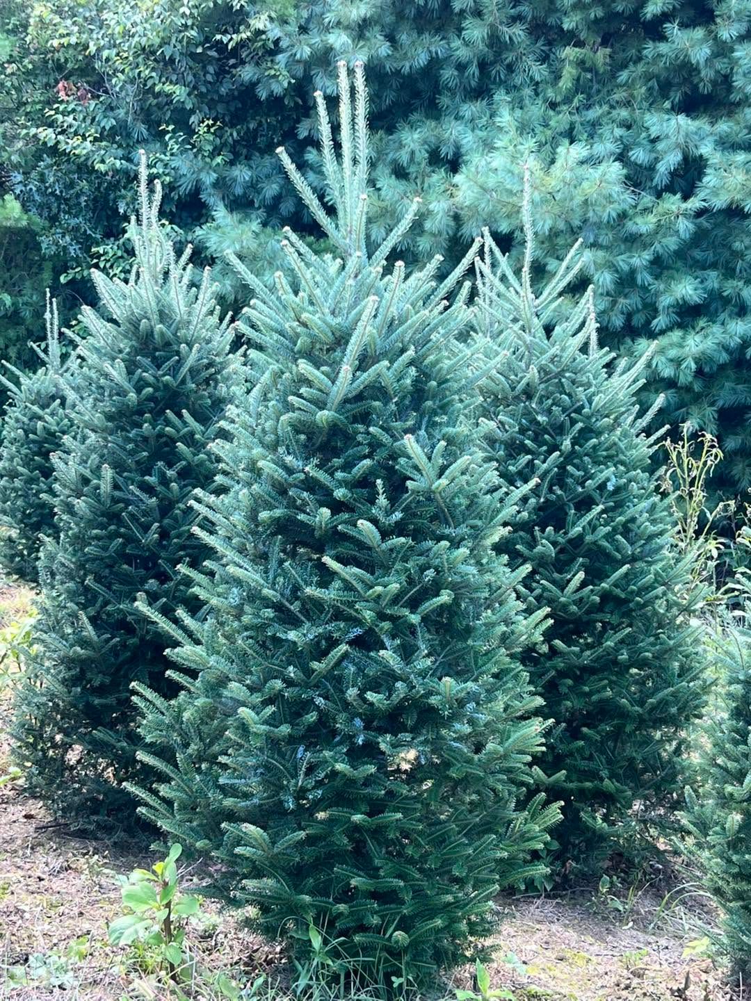 Dense, dark green Fraser Fir tops in the field