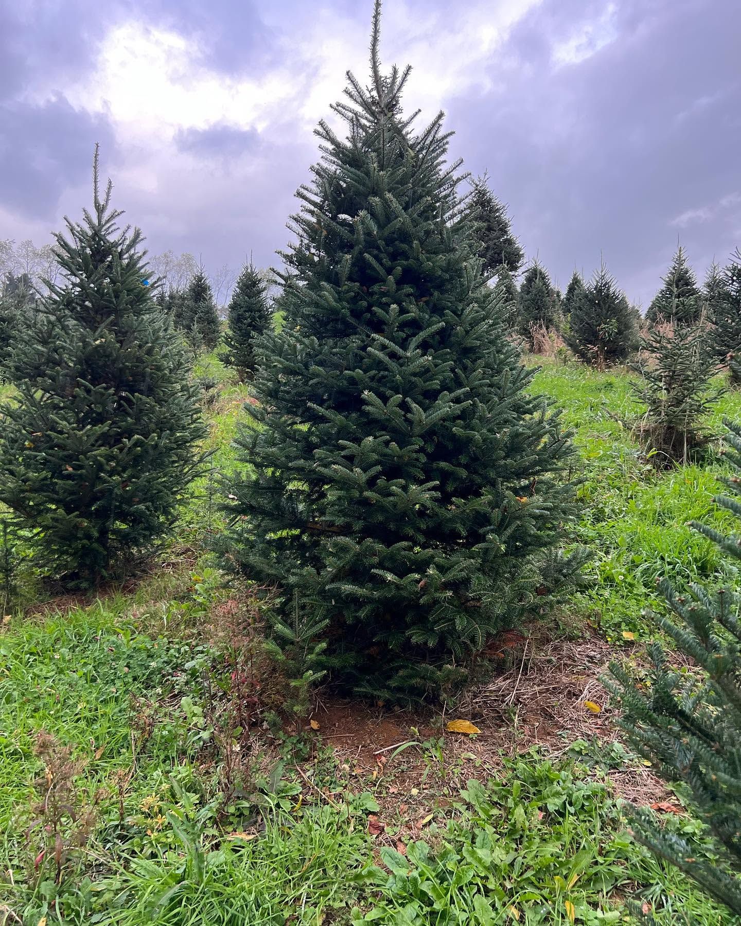A single, full Fraser Fir standing in the field under a dramatic sky