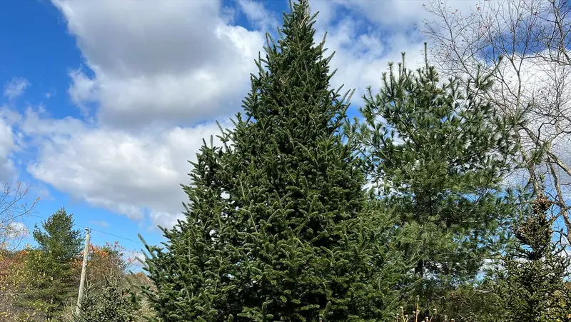 A tall, perfectly shaped Fraser Fir chosen for the Executive Mansion under a blue sky