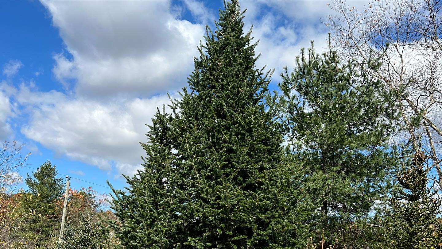 A tall, perfectly shaped Fraser Fir chosen for the Executive Mansion under a blue sky