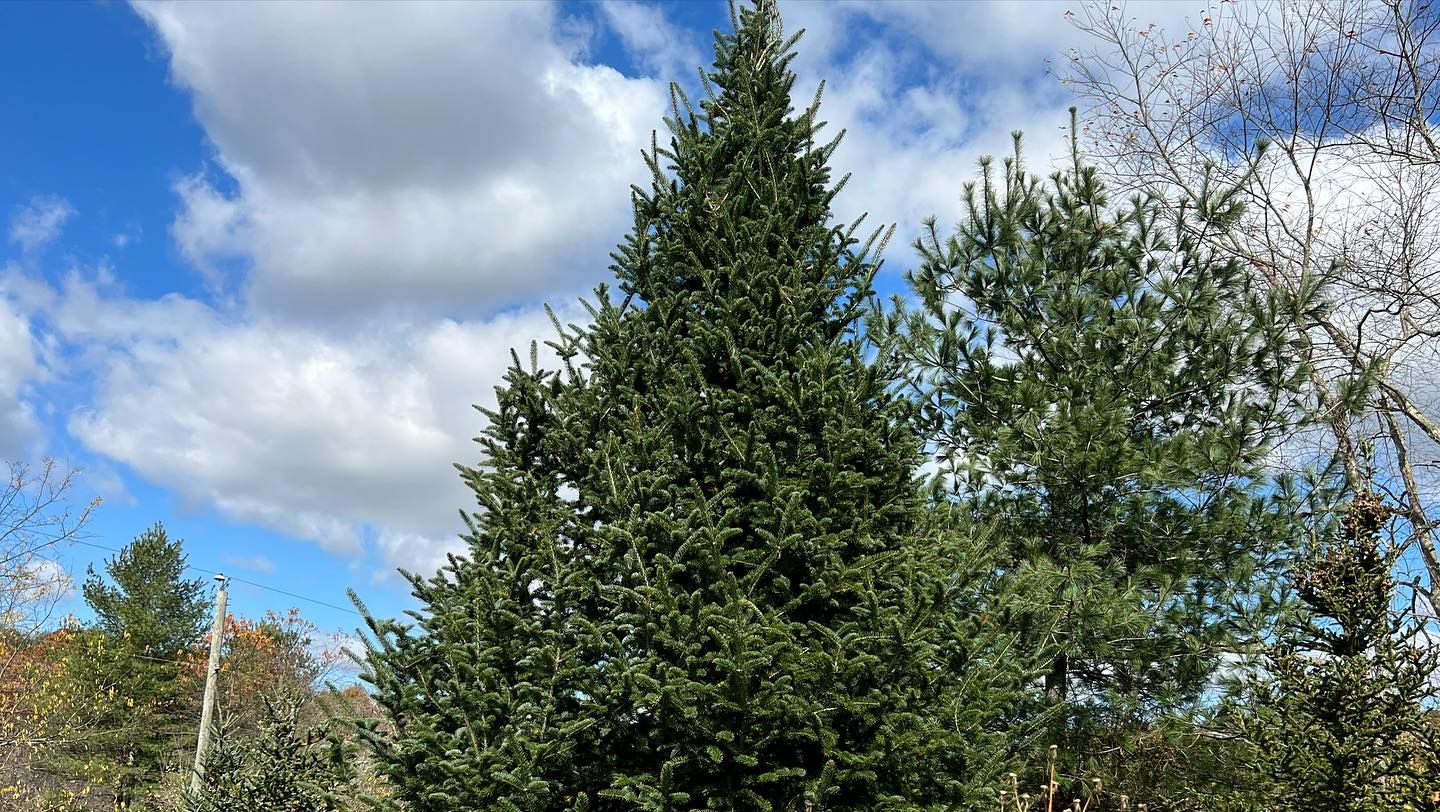 A tall, perfectly shaped Fraser Fir chosen for the Executive Mansion under a blue sky