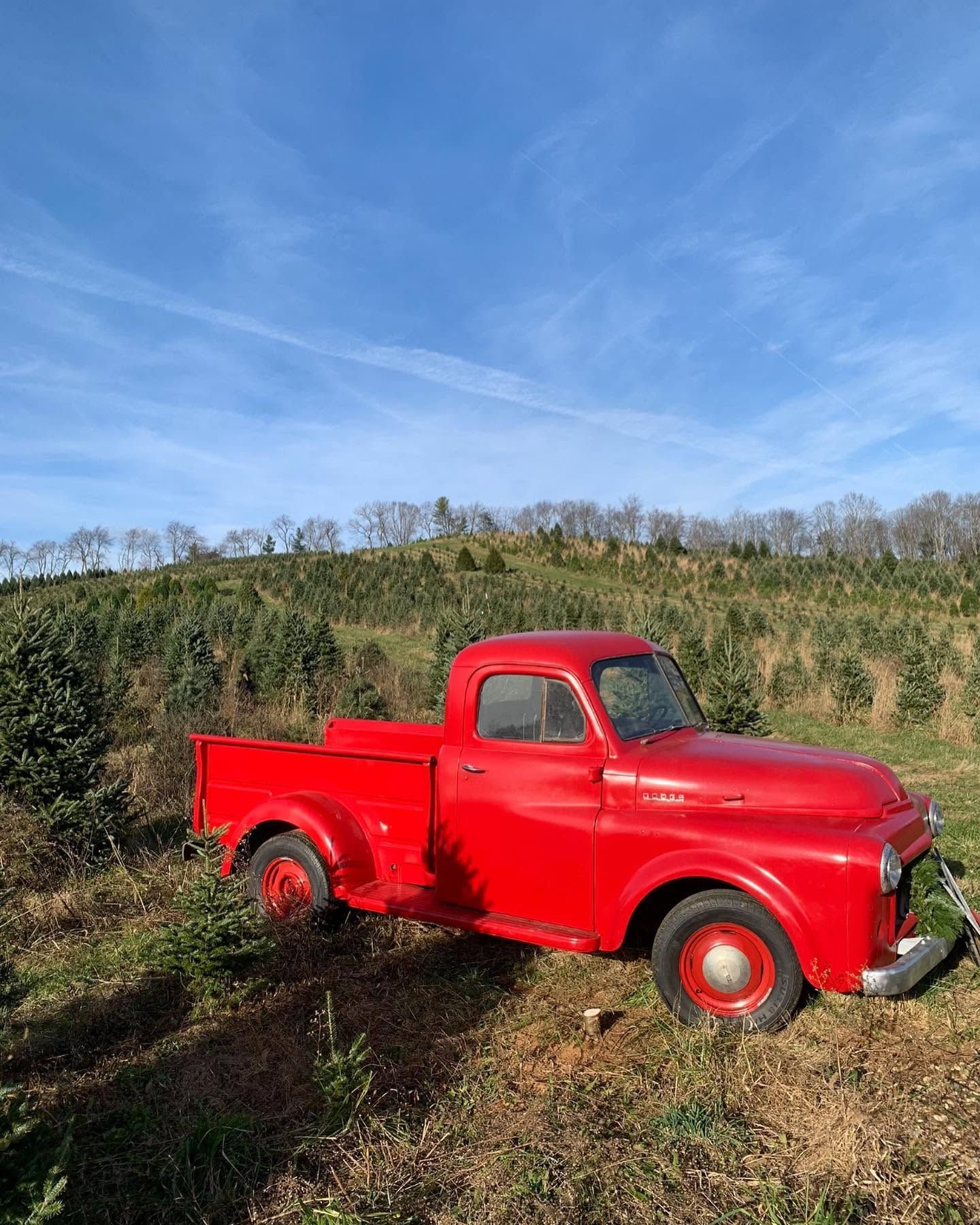 The farm’s red 1951 Dodge pickup in the tree rows under a bright blue sky