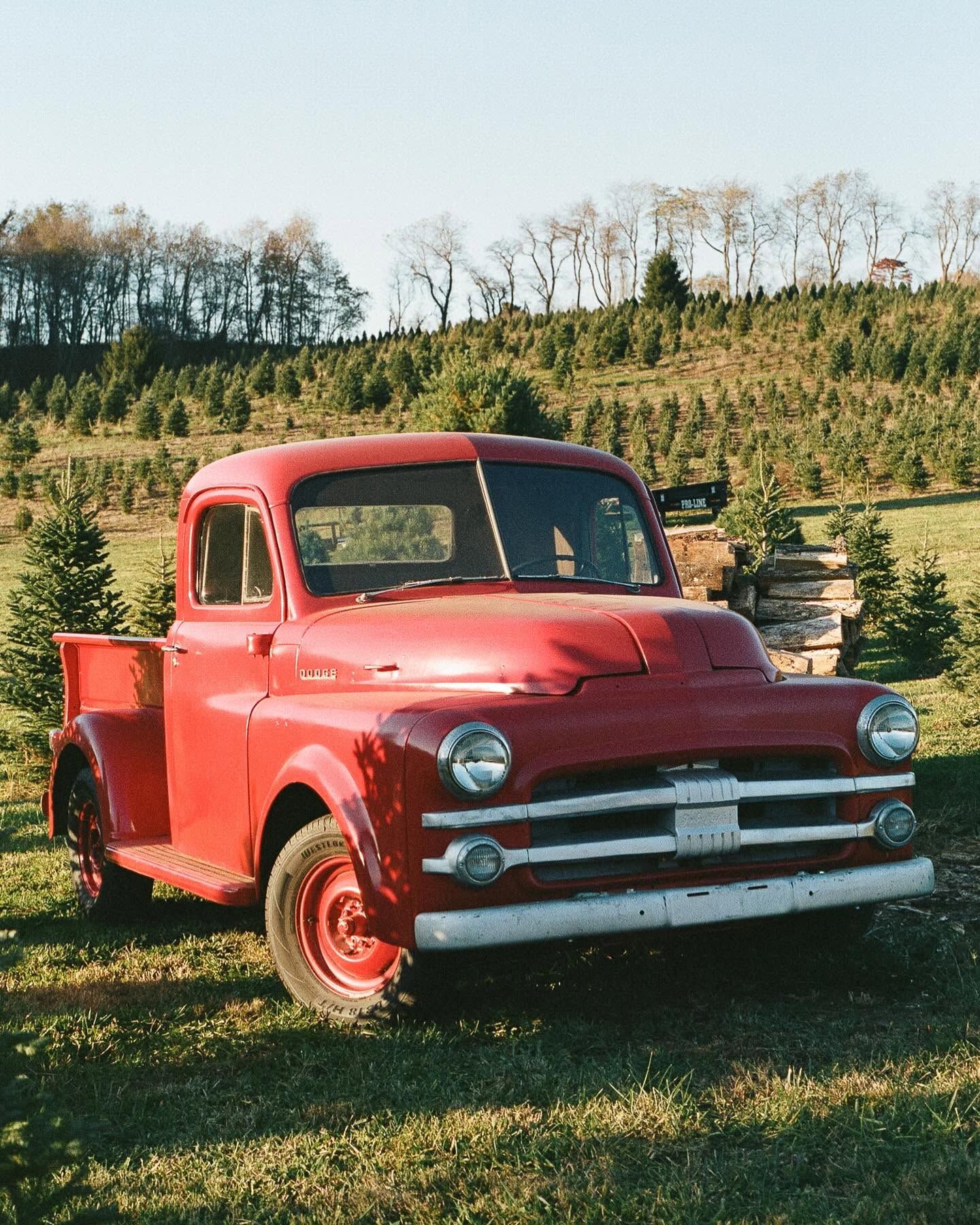 A red 1951 Dodge pickup parked between rows of Fraser Firs on the farm at golden hour