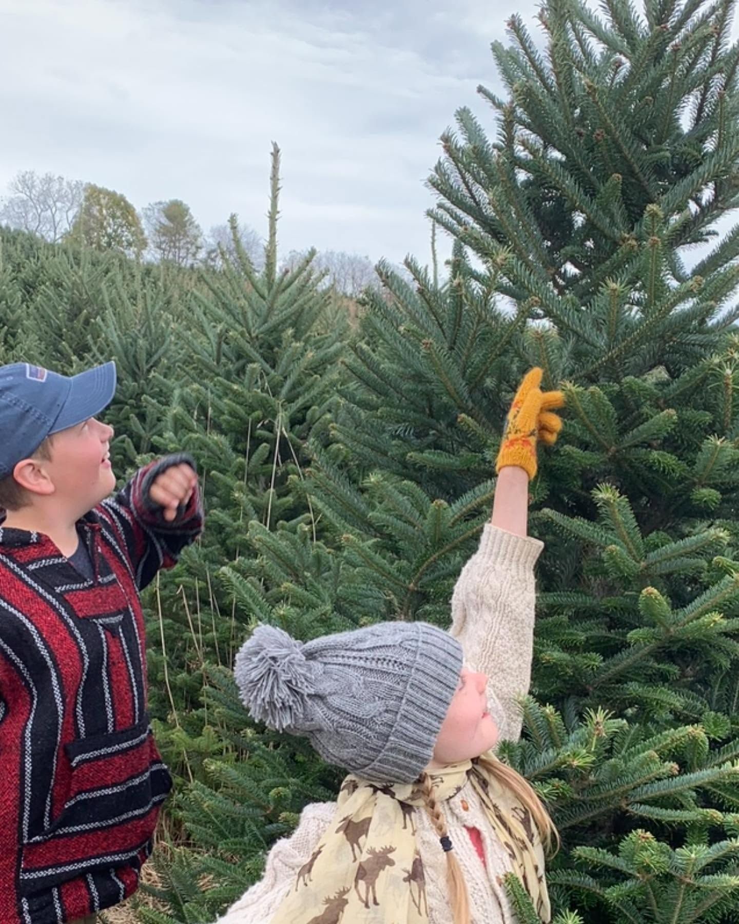 Two kids reaching up to touch the top of a Fraser Fir