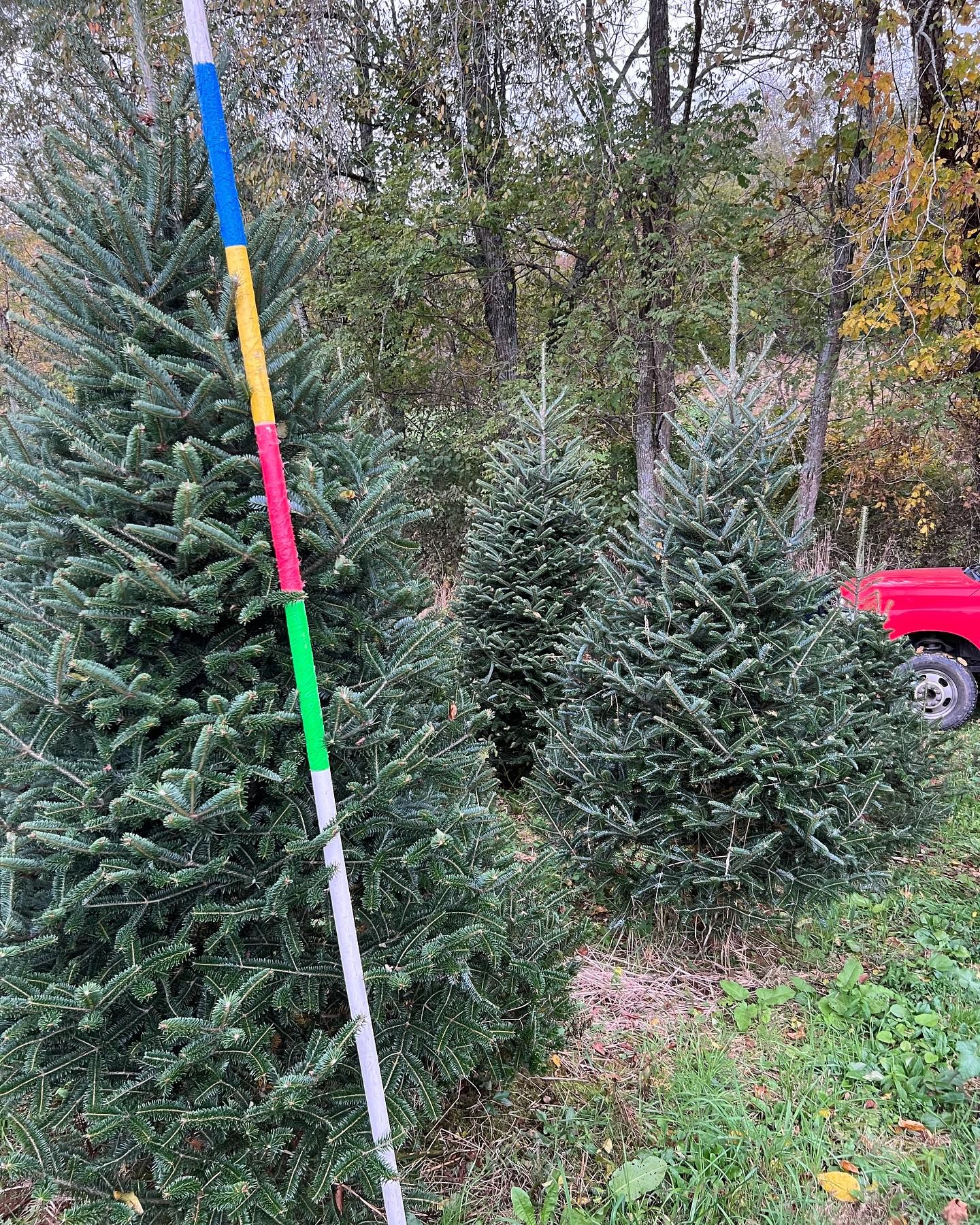 The farm’s measuring pole, white with green, red, yellow and blue foot bands, held against a Fraser Fir in the rows