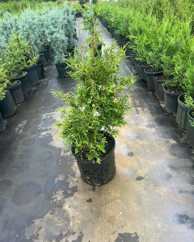 Potted evergreens