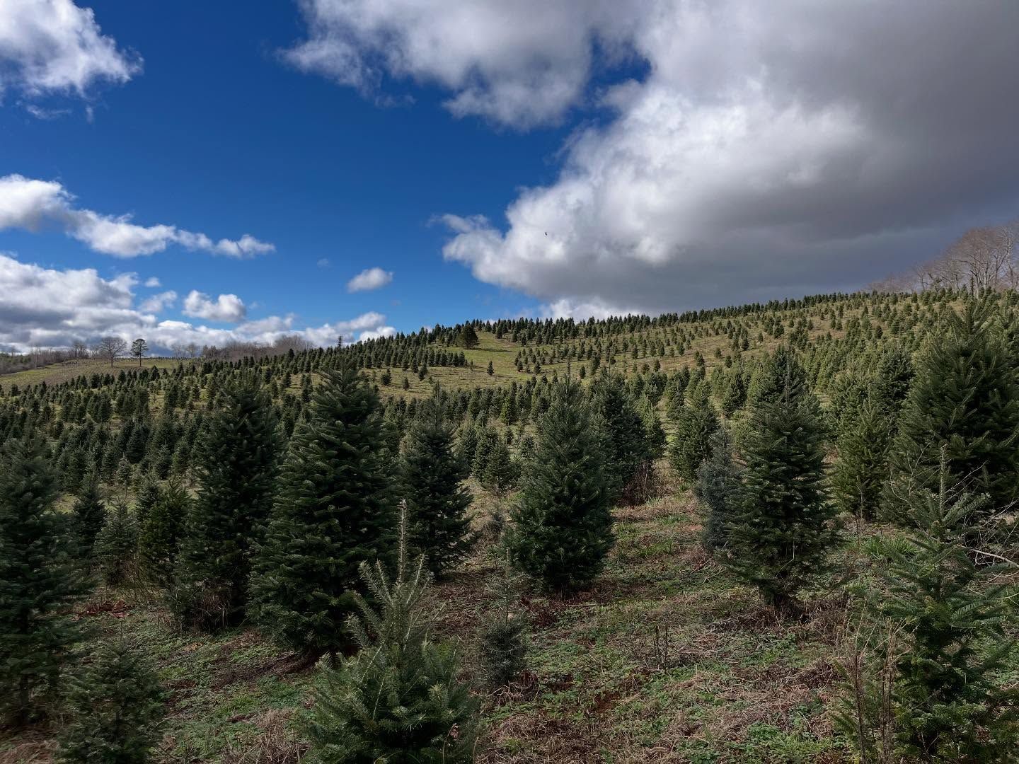 Rows of Fraser Firs on a hillside under a blue sky with scattered clouds