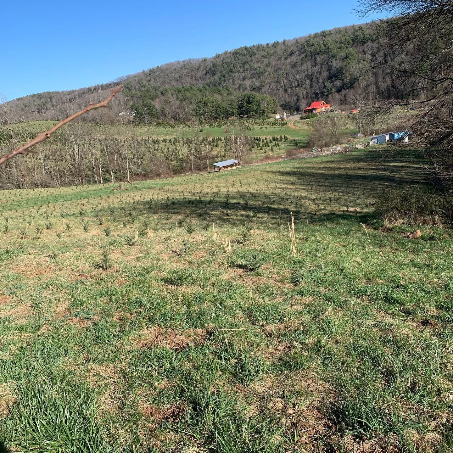 A hillside freshly planted with rows of tiny seedlings, the valley beyond