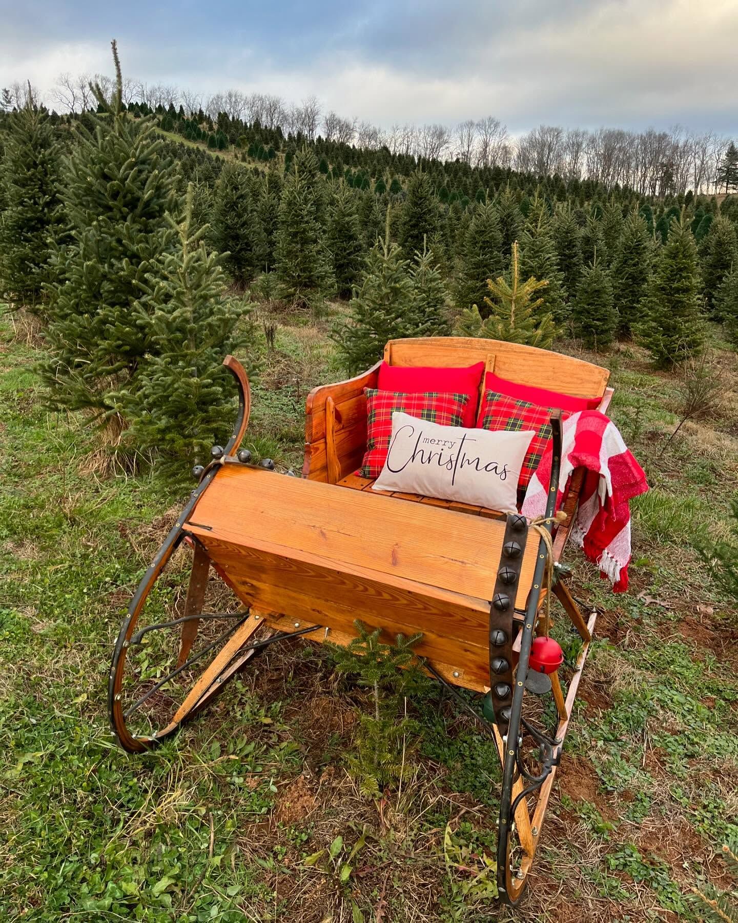 A wooden sleigh with plaid pillows set among the tree rows for photos