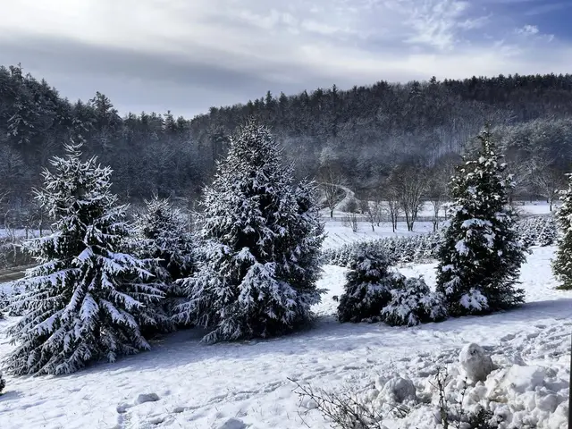 Snow on the firs