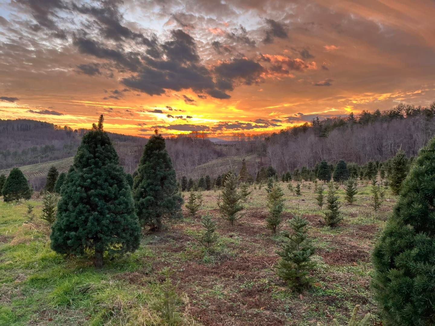 A fiery sunset over rows of Christmas trees on the farm