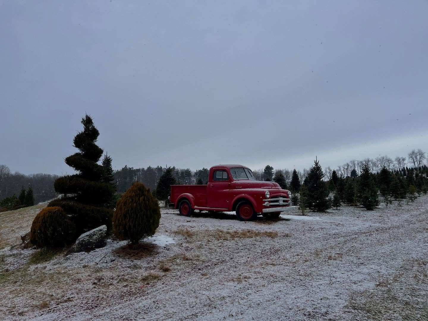 Light snow on the farm: a spiral-trimmed tree, the red pickup and the store in the distance