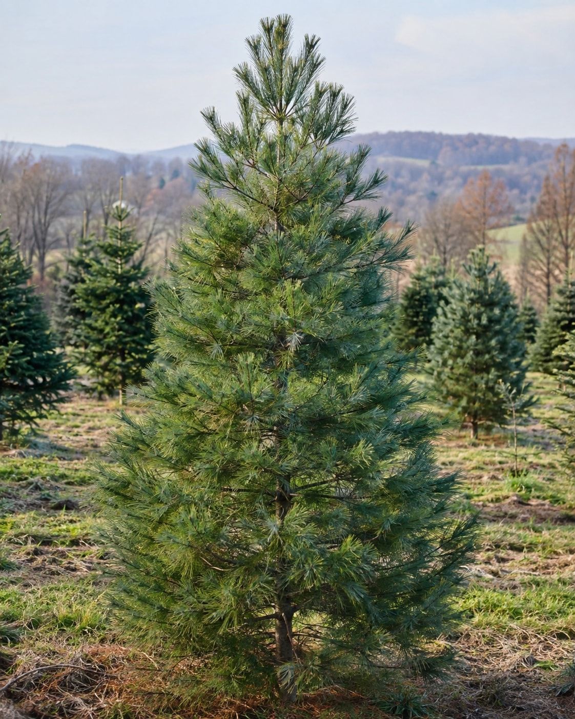 Illustrated: a sheared Eastern White Pine at selling height in a farm row, soft blue-green needles, hills behind